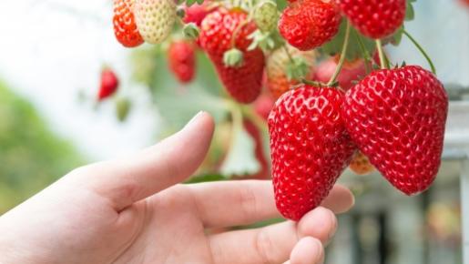 <Web割対象商品>【キングツアーバス旅】ぐんまで満腹満足♪冬の味覚!本ズワイガニ5種食べ尽くし&いちご狩り食べ放題〔狛江・調布発〕3